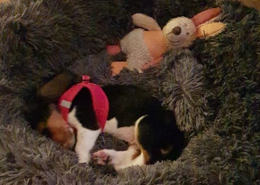 Basset Hound Pauline als Welpe